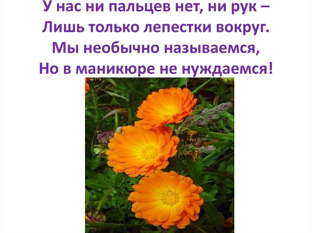 Изложение хризантема 8. У нас ни пальцев нет ни рук лишь только лепестки вокруг загадка. Редкие цветы с названием.