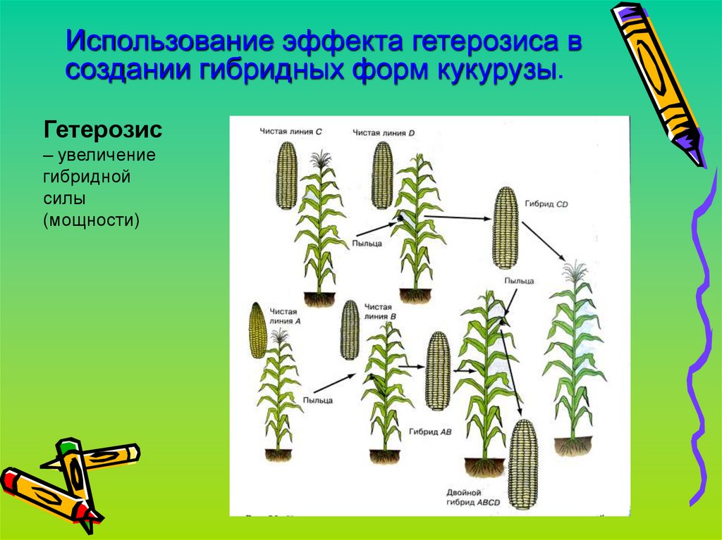 Чистые линии и форма. Гетерозис в селекции растений. Гетерозис растений у кукурузы. Гетерозис у животных и растений. Гетерозис кукурузы аутбридинг.