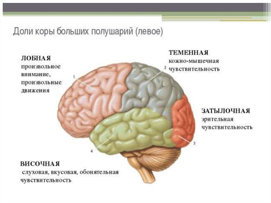 Функции лобной доли головного мозга человека. Префронтальная зона лобной доли.