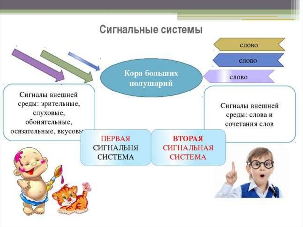 Созданный человеком слово. Первая и вторая сигнальные системы. Первая и вторая сигнальная система человека. 1 Сигнальная система человека. Вторая сигнальная система человека это.