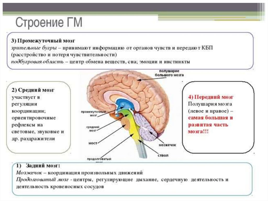 Задний отдел мозга включает. Строение головного мозга. Основные структуры головного мозга.. Человеческий мозг строение и функции. Функции отделов головного мозга анатомия. Основные отделы головного мозга схема.