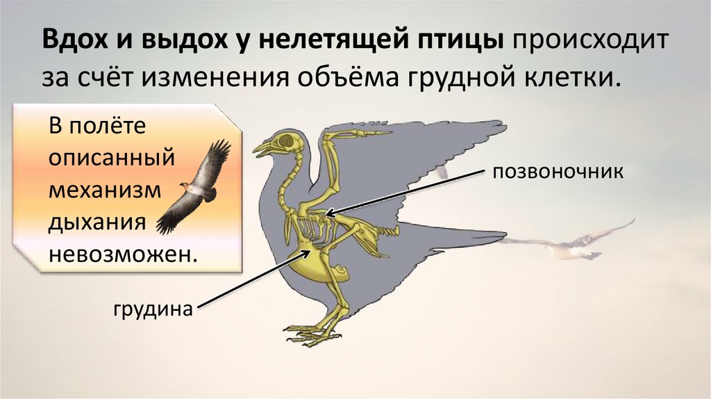 Особенности размножения птиц связанные с полетом