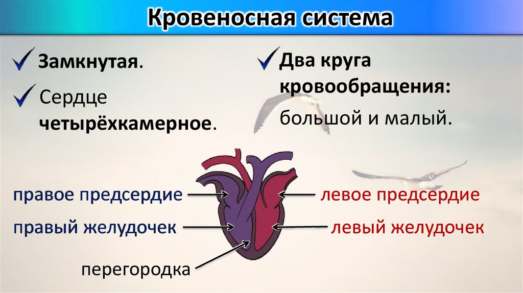 Четырехкамерное сердце наличие диафрагмы кожные покровы. Четырехкамерное сердце. Четыпех камерное сердце. Четырёхкамерное сердце. Четырёх камерное сердце.