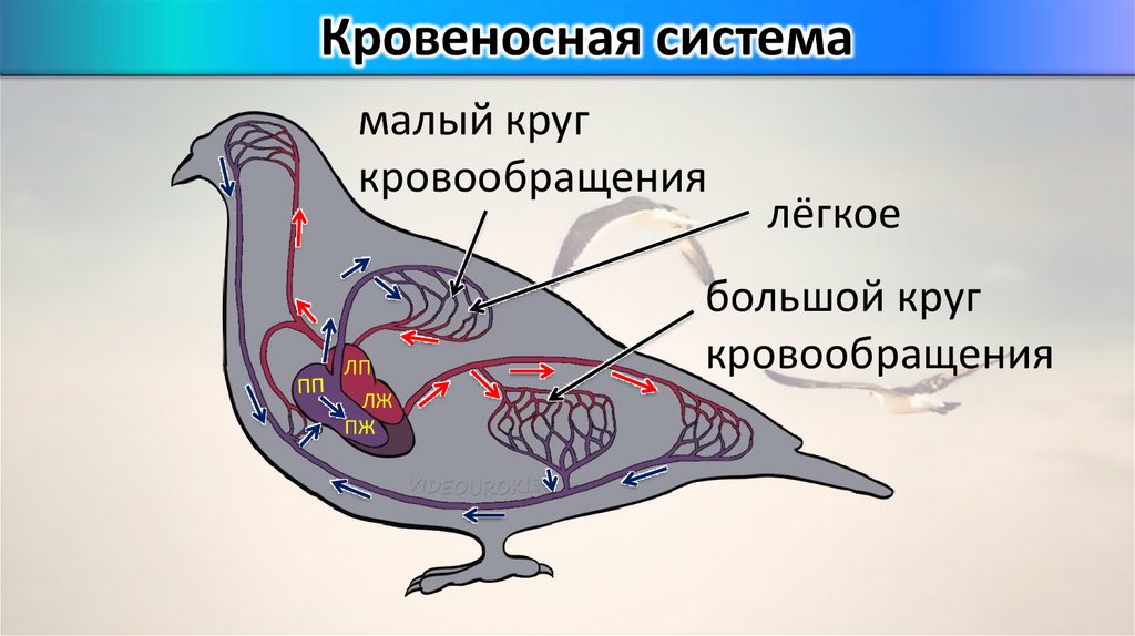 Кровеносная система голубя рисунок