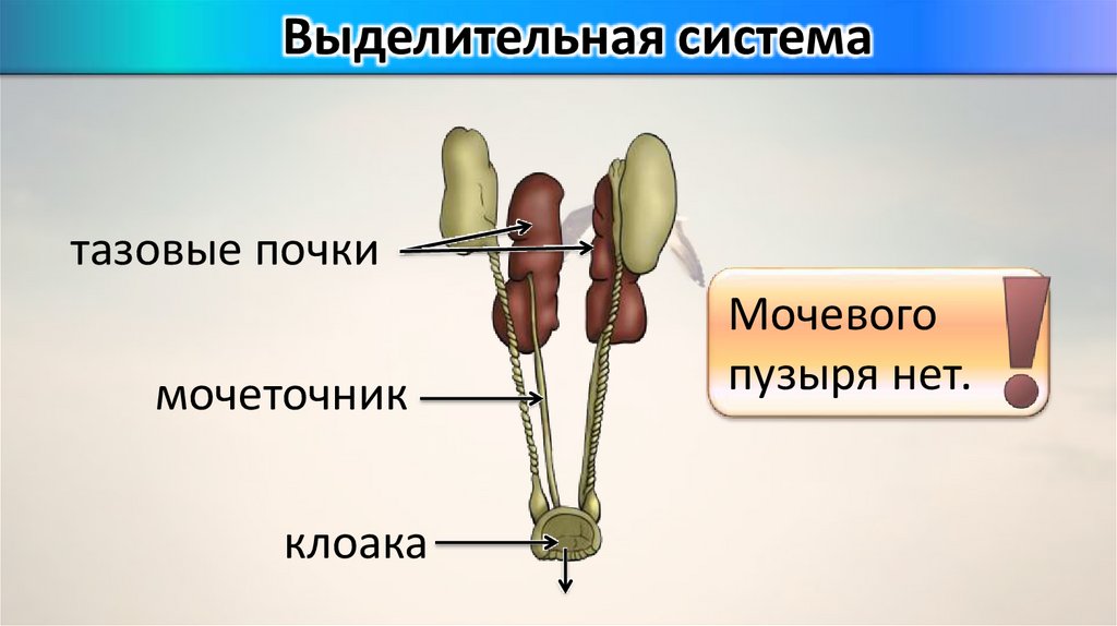 Кишечник мочеточники открываются в клоаку