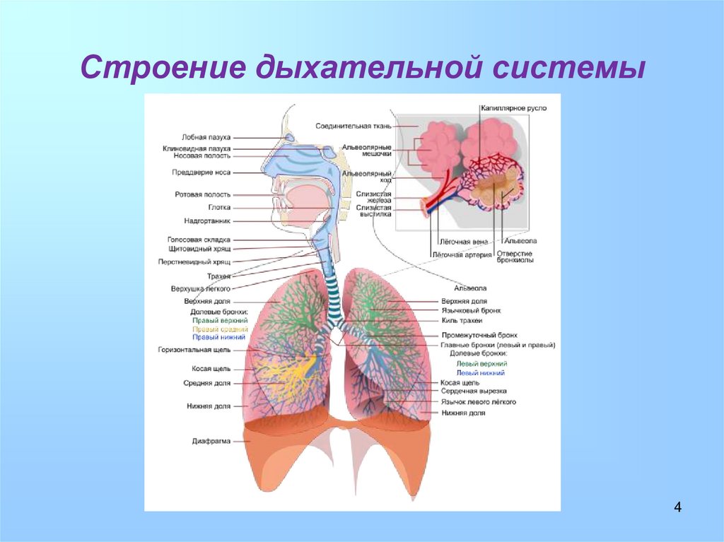 Презентация на тему анатомия дыхательной системы