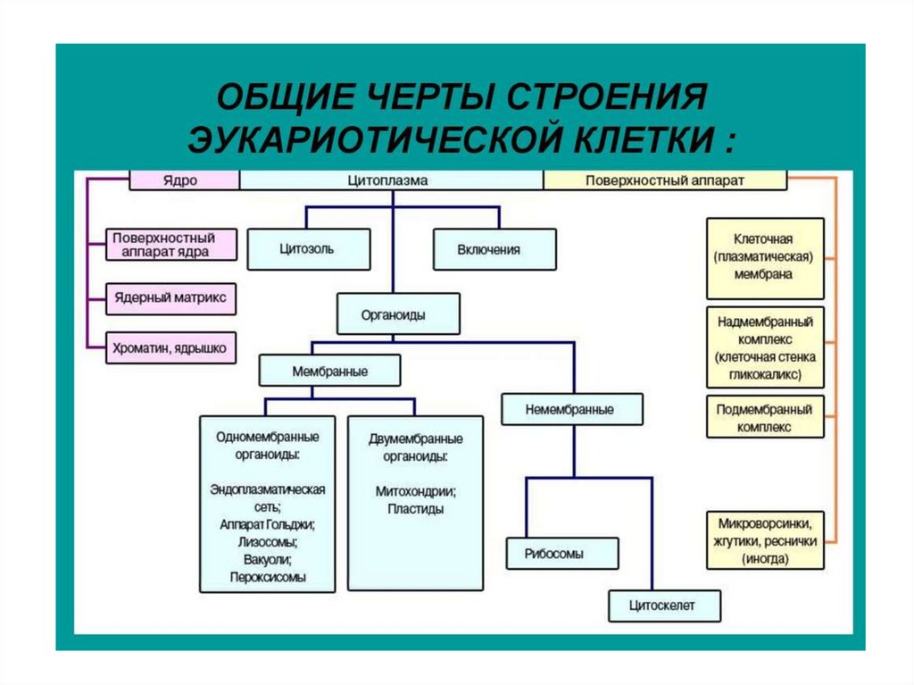 Строение эукариотической клетки схема