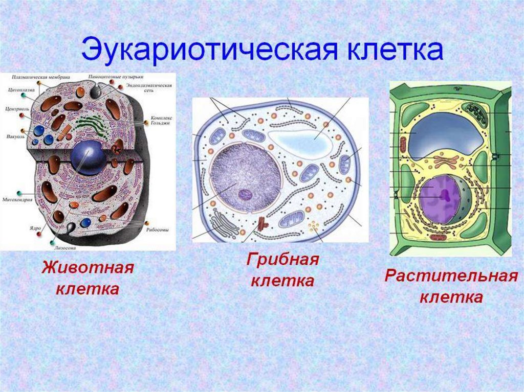 Эукариотическая клетка презентация