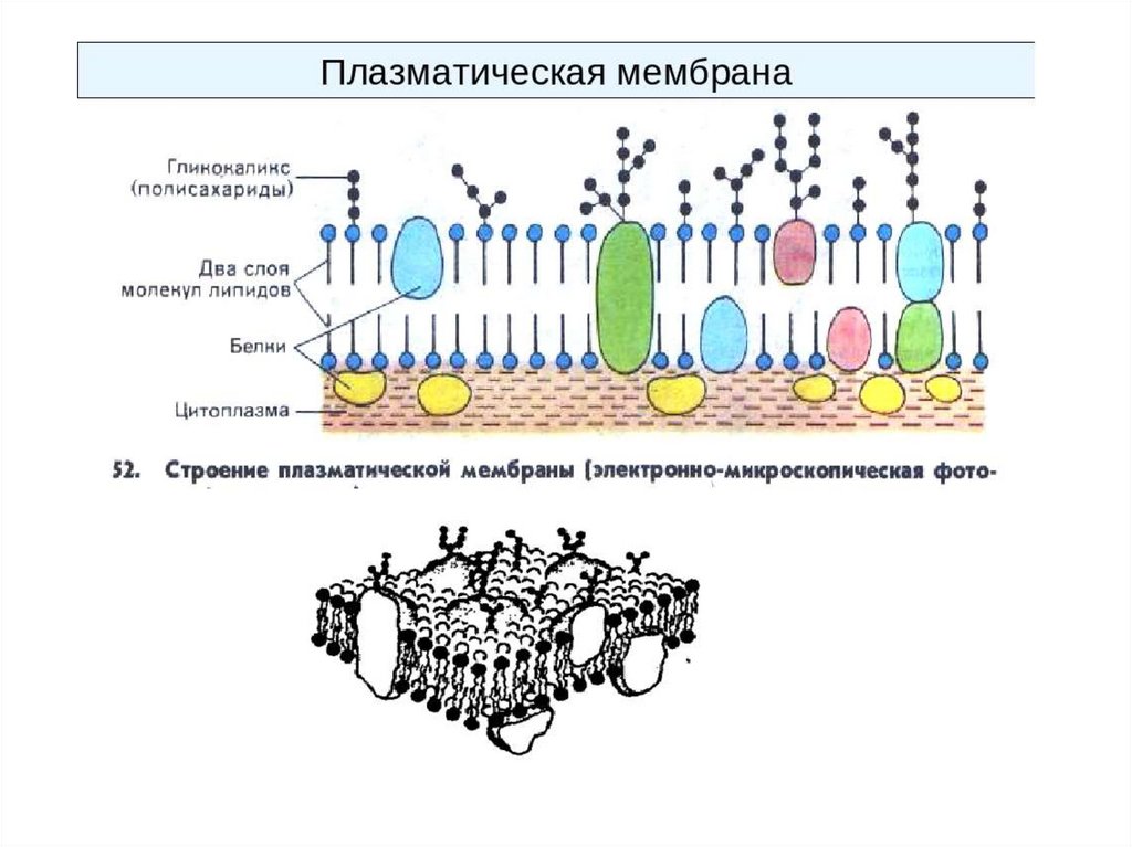 Схема строения клеточной мембраны