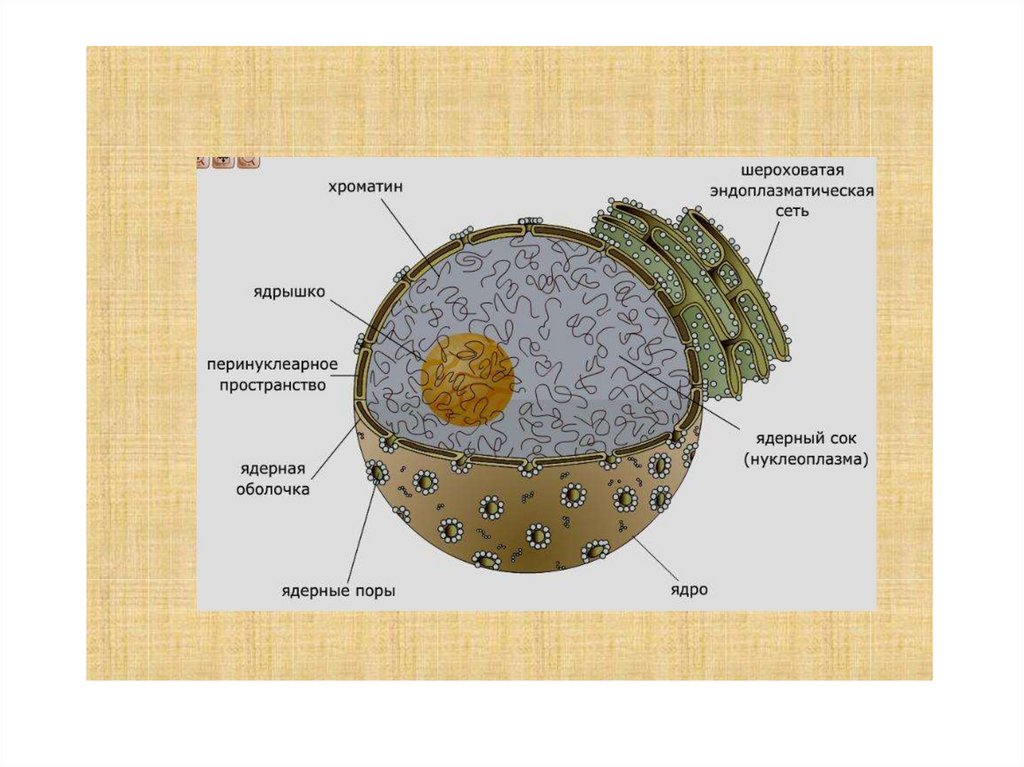 В какой части клетки расположено ядро. Структура строения ядра клетки. Структура эукариотической клетки ядро ядрышко. Строение ядра эукариотической клетки. Ядро эукариотической клетки строение и функции.