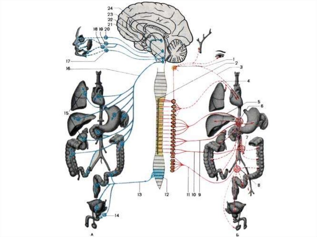 Схема строения вегетативной нервной системы