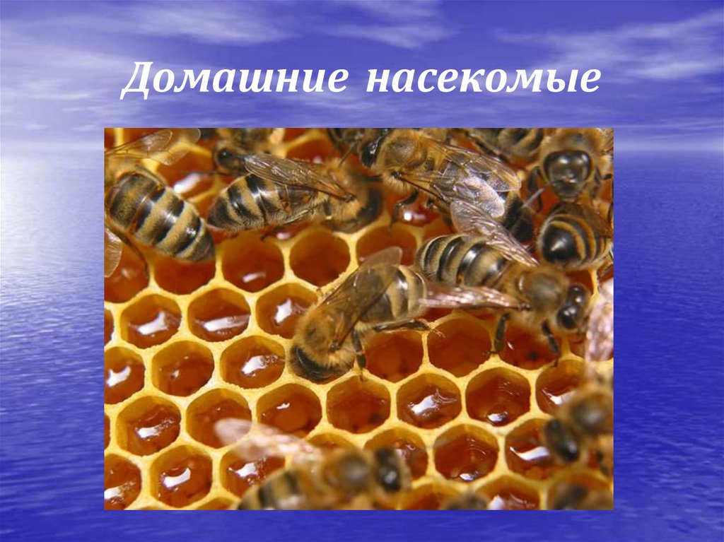 Домашние насекомые 2 класс. Домашние насекомые окружающий мир. Дикие и домашние насекомые. Домашние насекомые окружающий мир 2 класс. Насекомые домашние и Дикие окружающий мир.