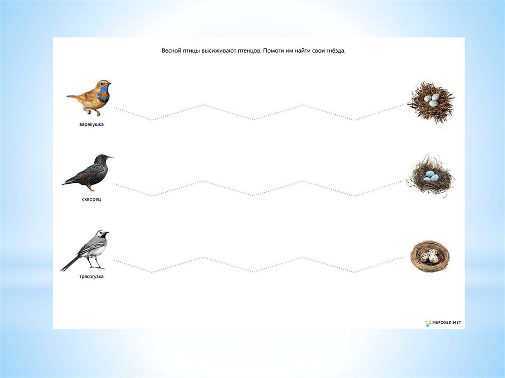 Гнезда для птиц перелетных птиц картинки для детей