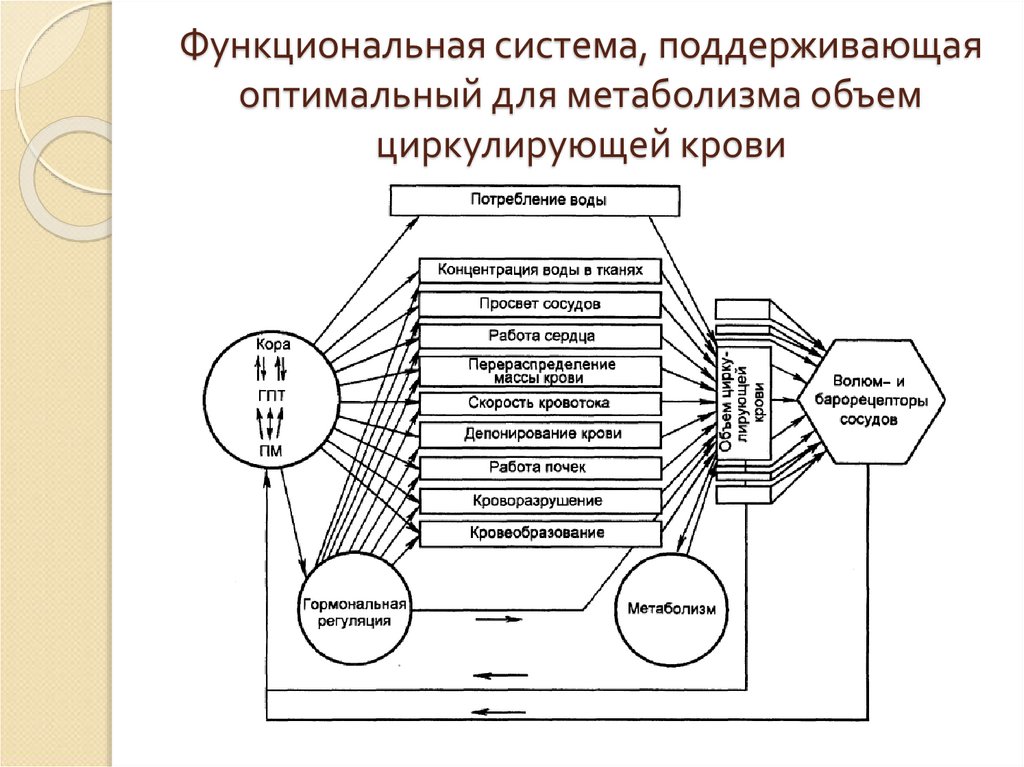 Схема функциональной системы физиология