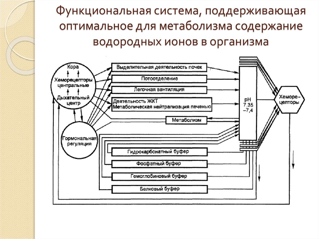 Принципиальная схема функциональной системы гомеостатического уровня регуляции функций