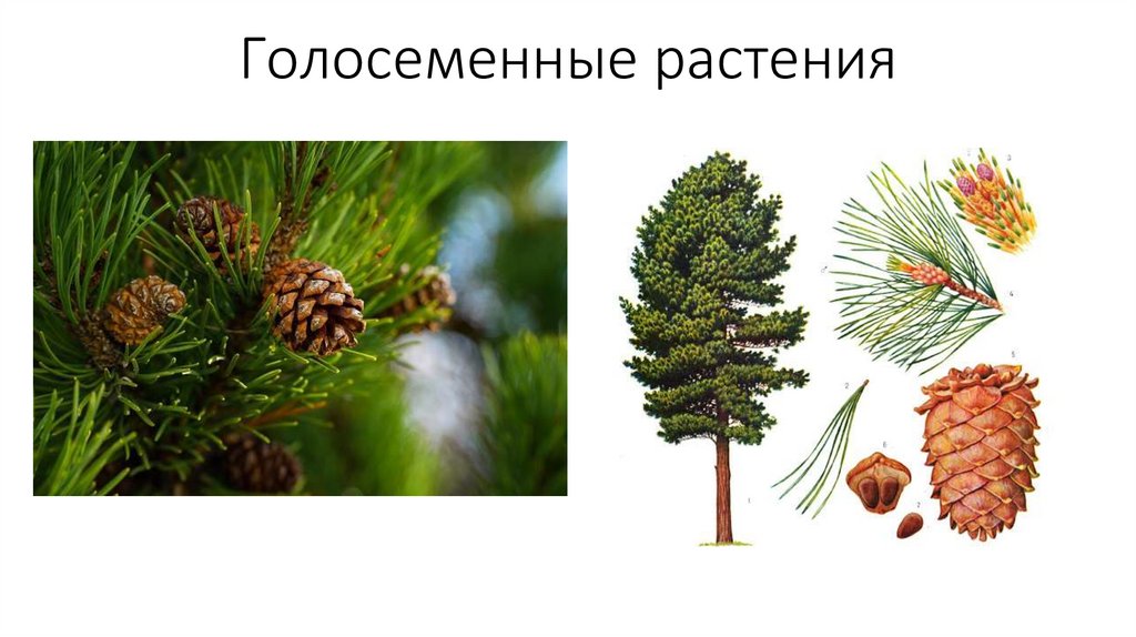 Высшие растения голосеменные