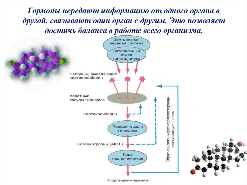 Тканевые гормоны презентация