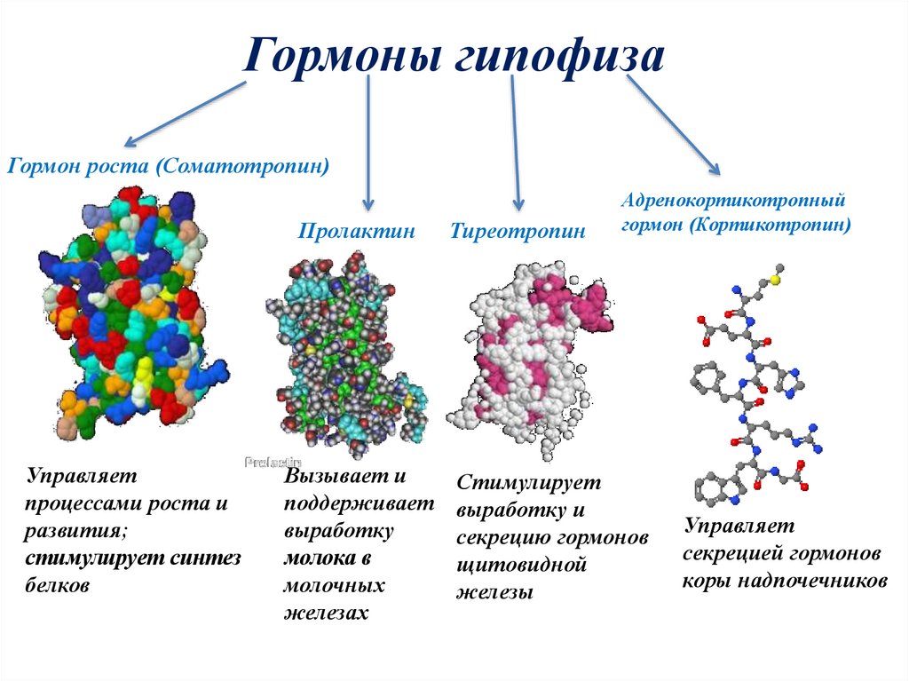 Гормоны презентация по биологии