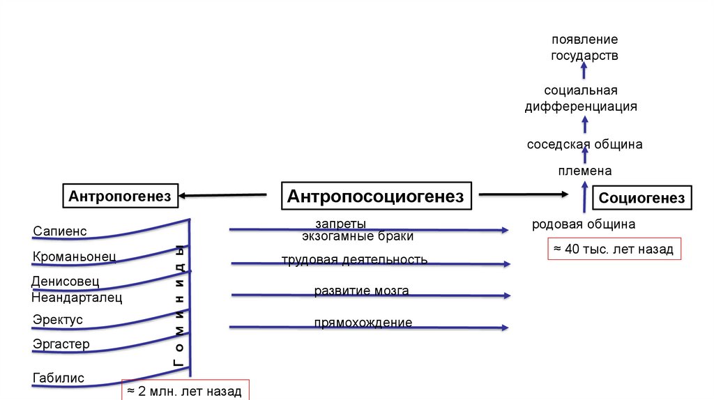 Как протекали процессы антропогенеза и социогенеза