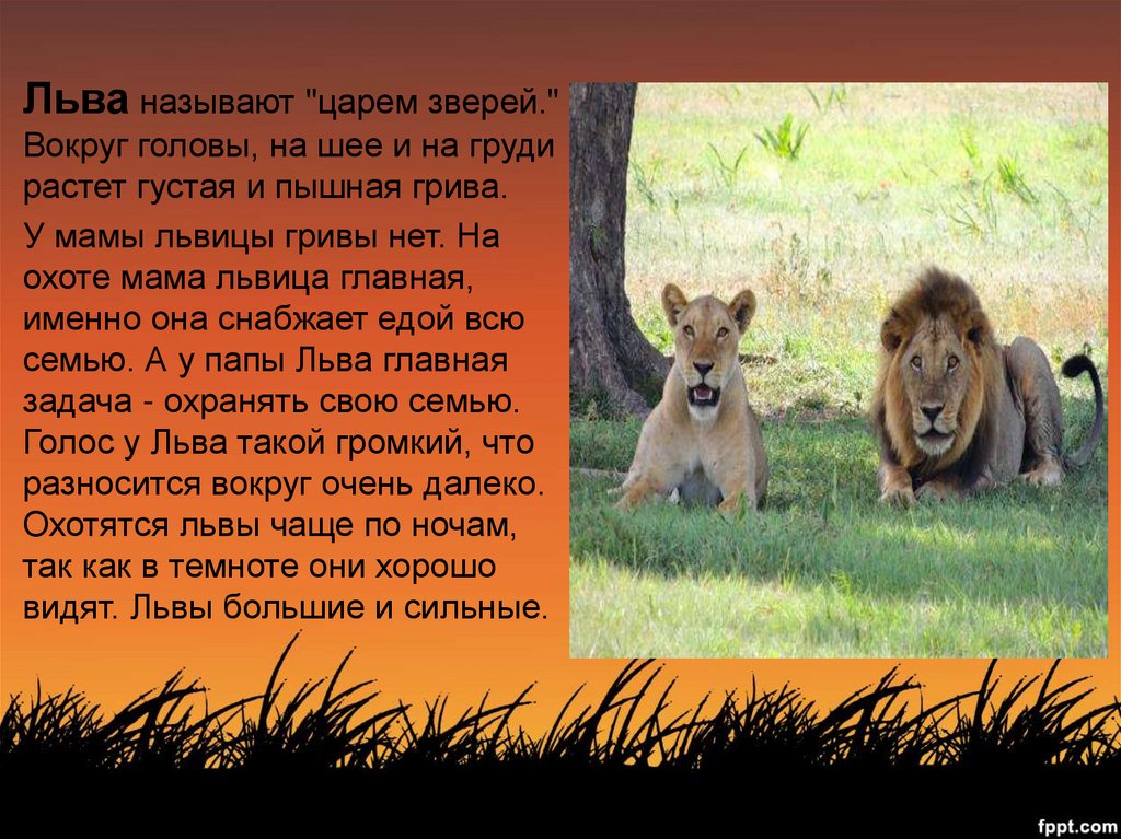 Текст про зверей. Животный мир жарких районов Лев. Рассказ про Льва. Кличка для Льва. Льва называют царем зверей.