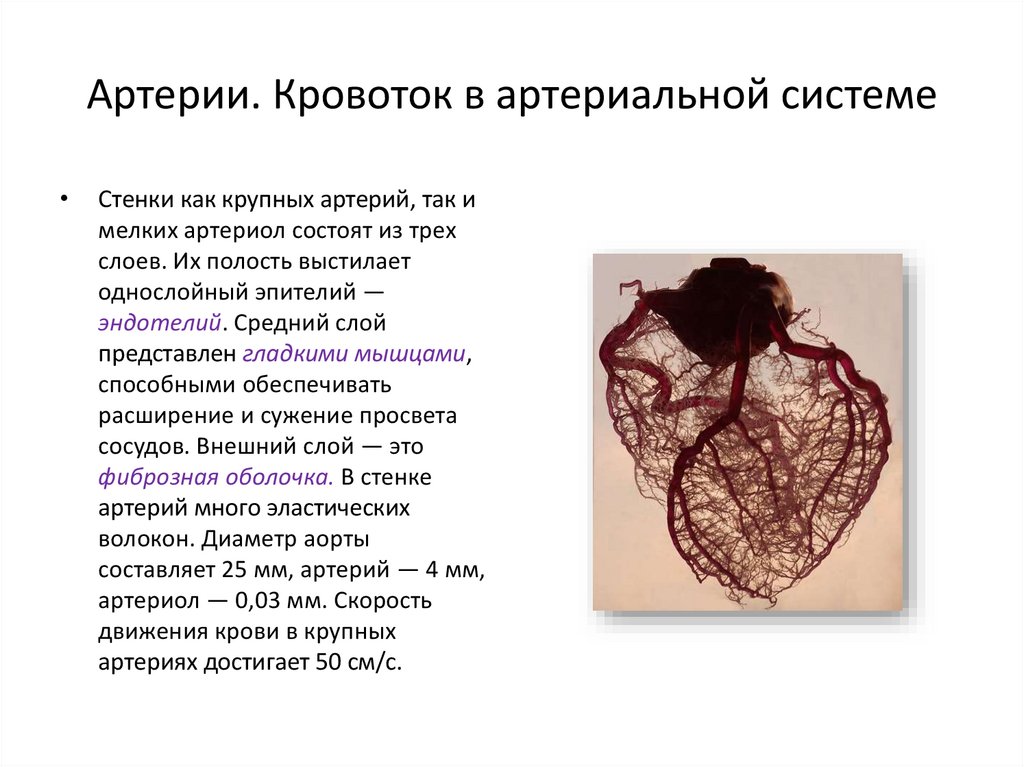 Презентация артериальная система