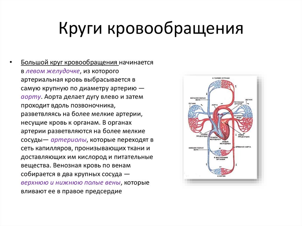 Круги кровообращения таблица