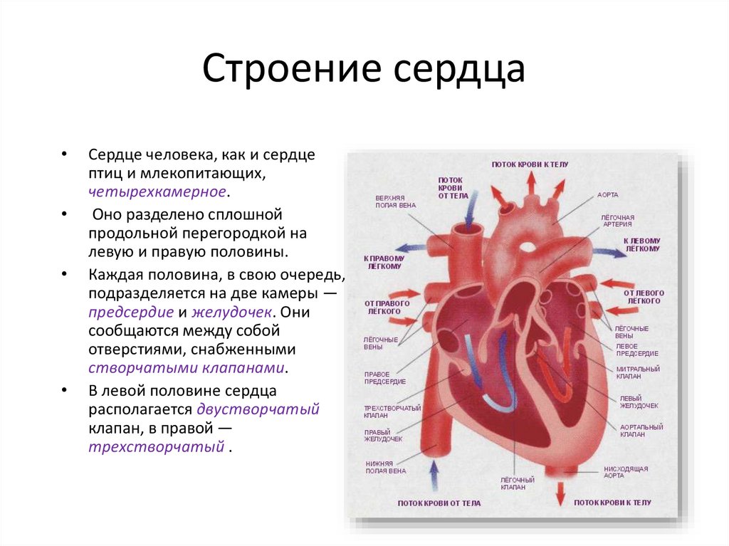 Работа сердца кратко