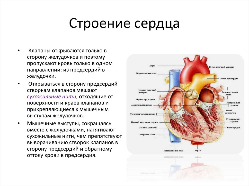 Презентация на тему строение сердца работа сердца