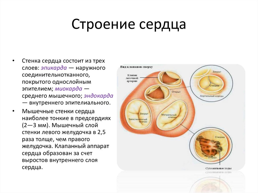 Презентация строение и работа сердца презентация 8 класс