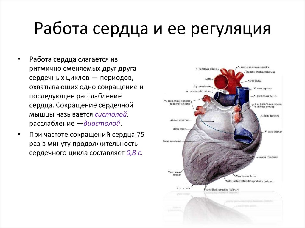 Строение и работа сердца презентация по биологии 8 класс