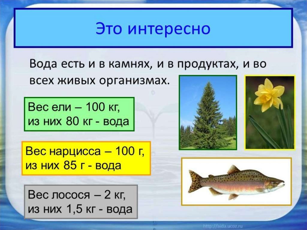 Интересные факты о воде презентация