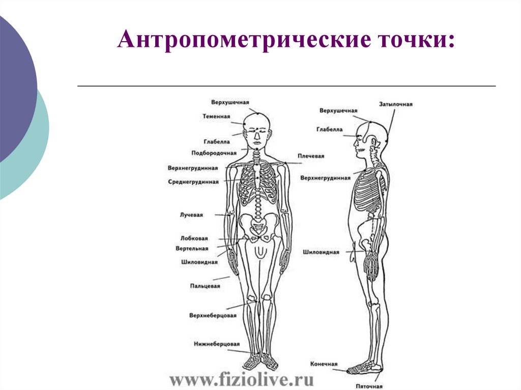 Организация точка. Антропометрические точки. Антропометрические точки фигуры человека. Антропометрические инструменты. Топографические образования черепа, антропометрические точки;.