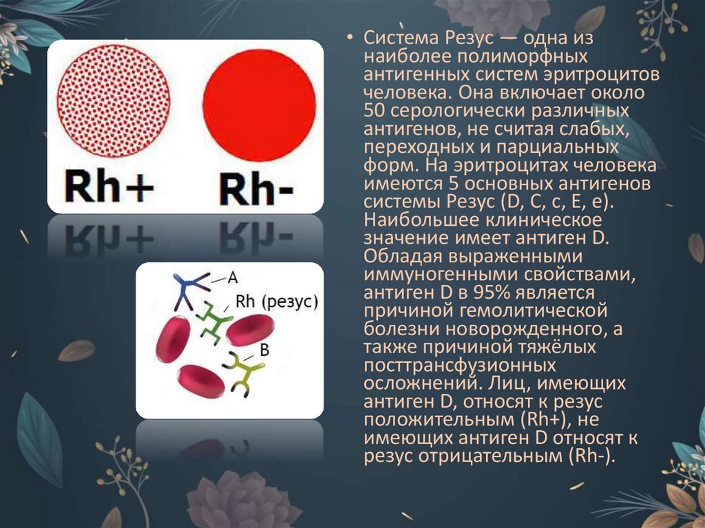 Гетерозиготная резус положительная женщина