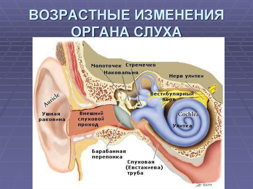 Внутреннее ухо схема