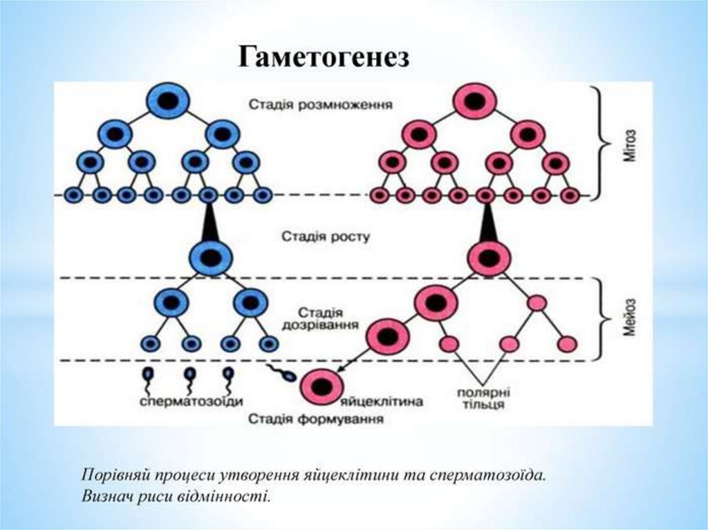 Последовательность гаметогенеза
