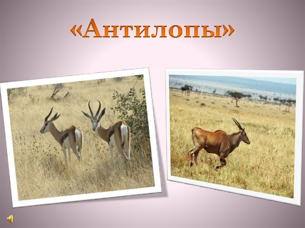 «Антилопы»