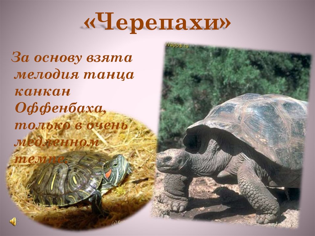 «Черепахи»