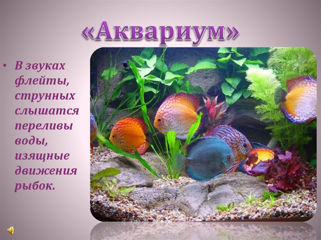 «Аквариум»