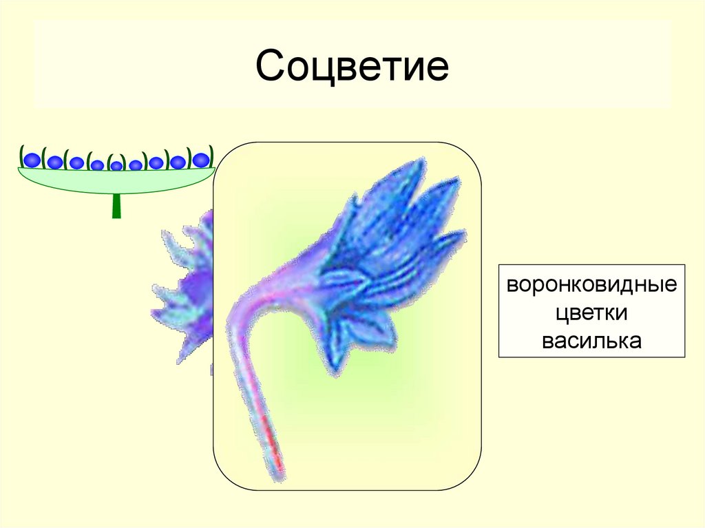 Сложноцветные воронковидные. Воронковидный цветок сложноцветных. Воронковидные цветки василька. Сложноцветные воронковидные формула.