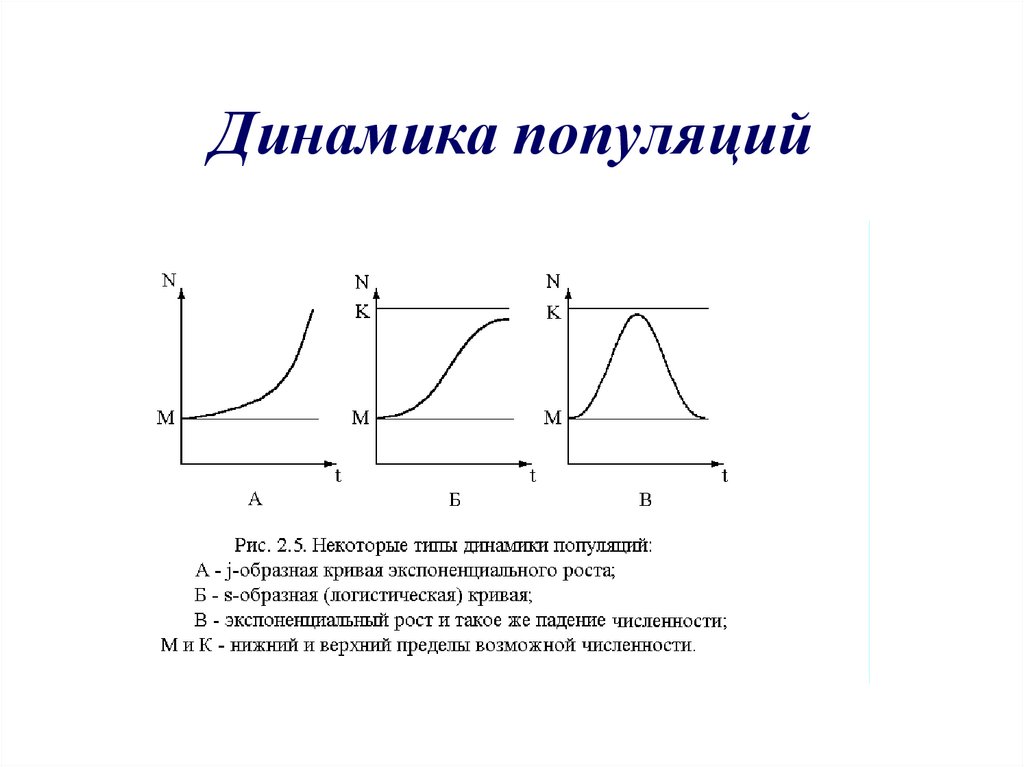 Динамика популяции презентация