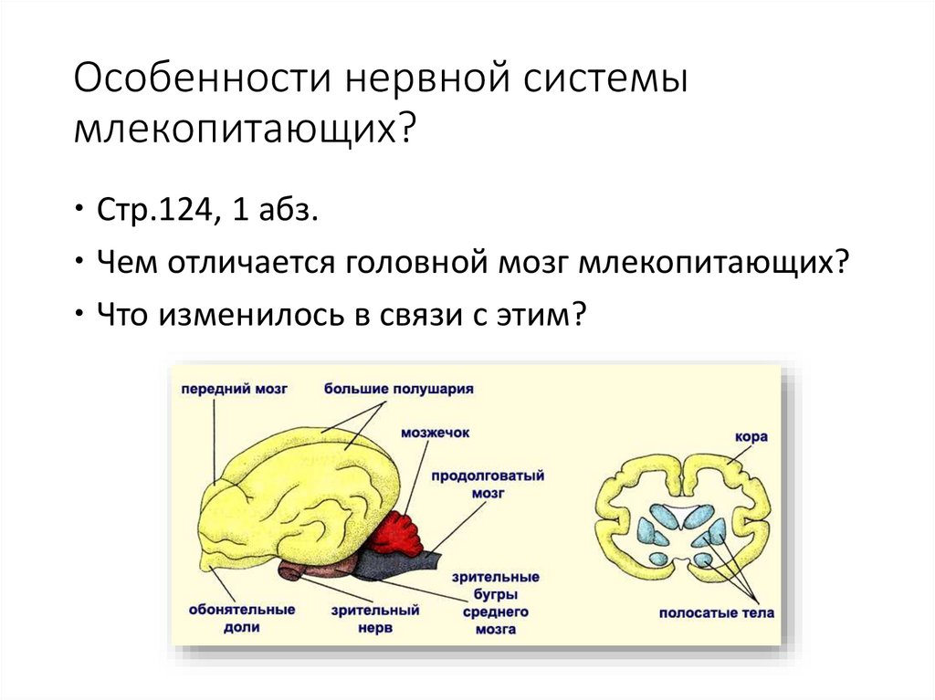 Особенности строения мозга млекопитающих. Таблица строение нервной системы у млекопитающих. Нервная система млекопитающих кратко. Тип нервной системы млекопитающих. Строение нервной системы млекопитающих.