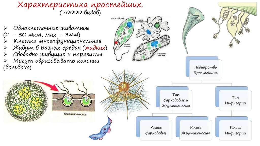 Простейшие саркодовые жгутиковые