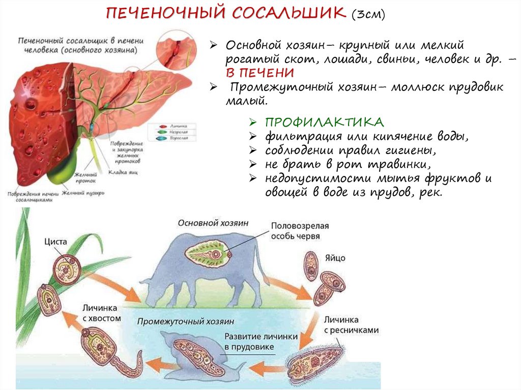 ПЕЧЕНОЧНЫЙ СОСАЛЬШИК (3см)