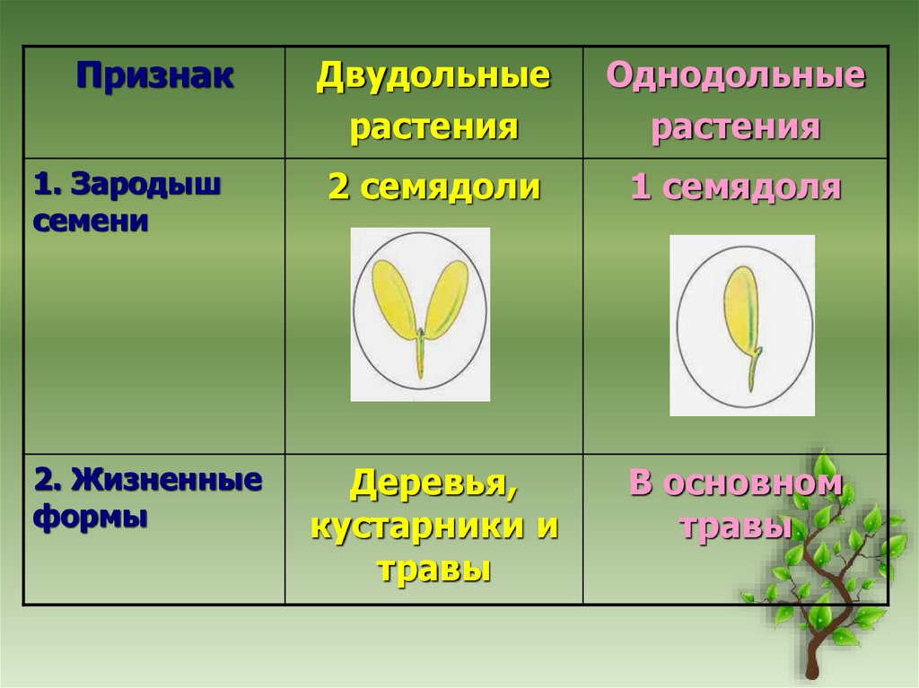 Семя содержит одну или две семядоли покрытосеменные. Биология 6 класс Однодольные и двудольные. Однодольные и двудольные растения 6 класс биология. Зародыш семени у однодольных и двудольных. Признаки двудольных растений и однодольных растений 6 класс биология.