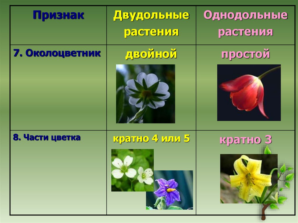 Однодольные это отдел или класс. Семейства покрытосеменных растений Однодольные. Семейства покрытосеменных двудольных растений. Околоцветник у однодольных и двудольных растений. Покрытосеменные растения класс двудольные.
