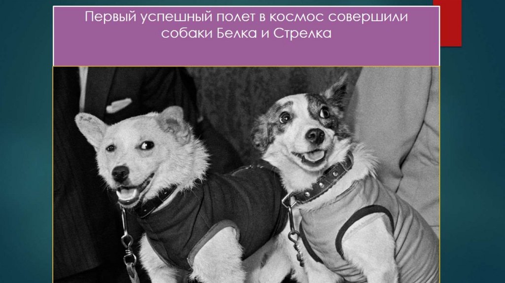 Первый успешный полет в космос совершили собаки Белка и Стрелка