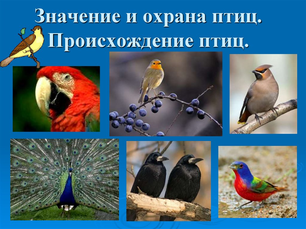Что общего в организации птиц. Происхождение птиц. Охрана птиц в природе. Защита и охрана птиц. Охрана птиц презентация.