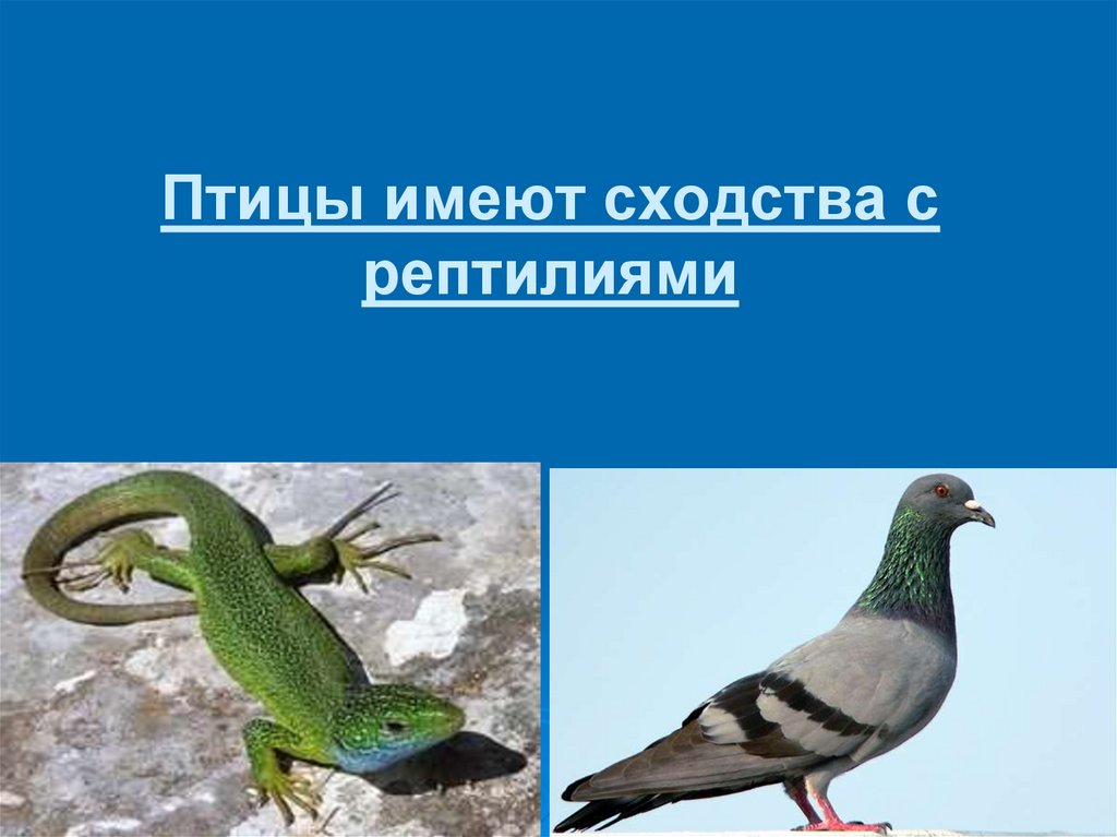 Сходные признаки птиц и пресмыкающихся. Пресмыкающиеся птицы. Расходство птиц и пресмыкающихся. Сходство птиц и рептилий. Птицы и пресмыкающиеся сходства.