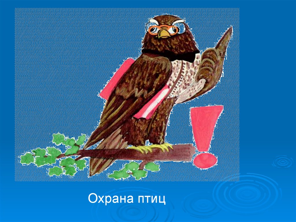 Охрана птиц. Защита птиц. Охраняй птиц. Охрана птиц картинки. Правила защиты птиц.