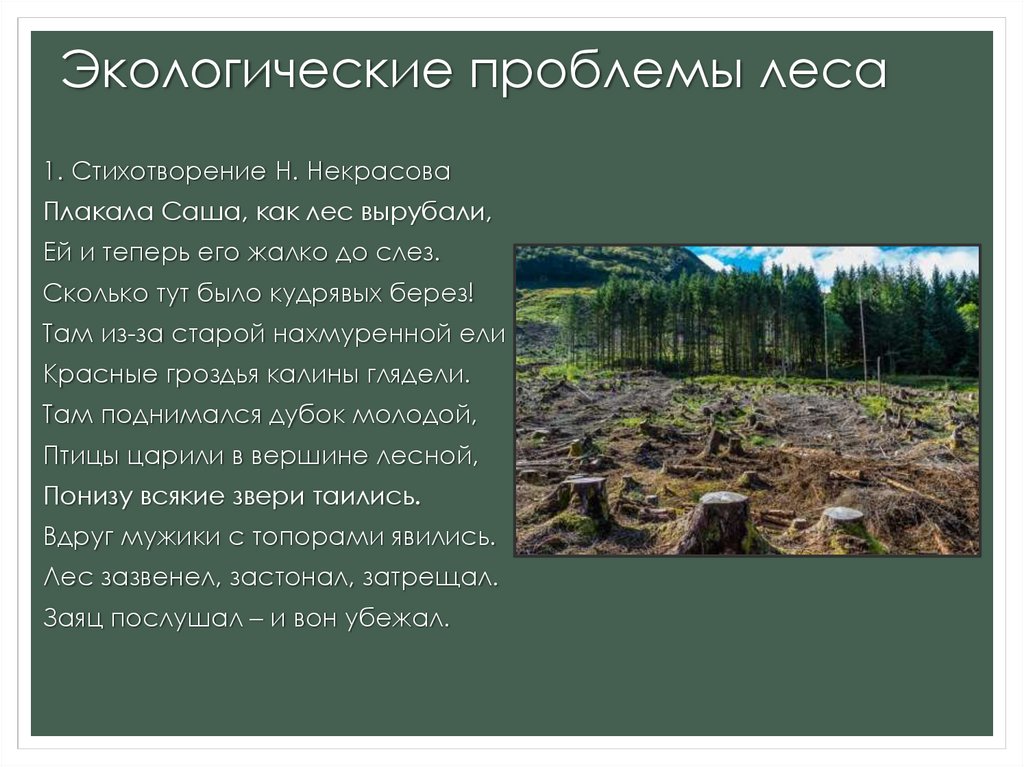 Экологические проблемы лесной. Экологические проблемы лесов. Проблемы леса. Проблемы лесов России. Экологические проблемы лесных зон.